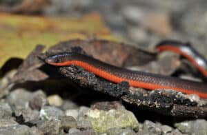 A tiny worm snake rests on a leaf