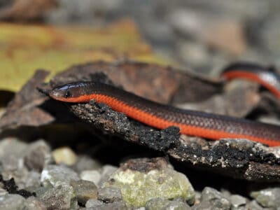 Worm Snake Picture