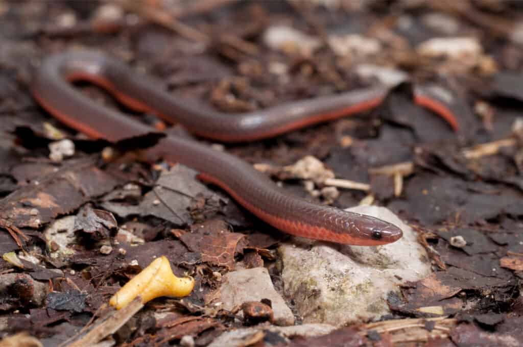A Worm Snake rests its head on a rock