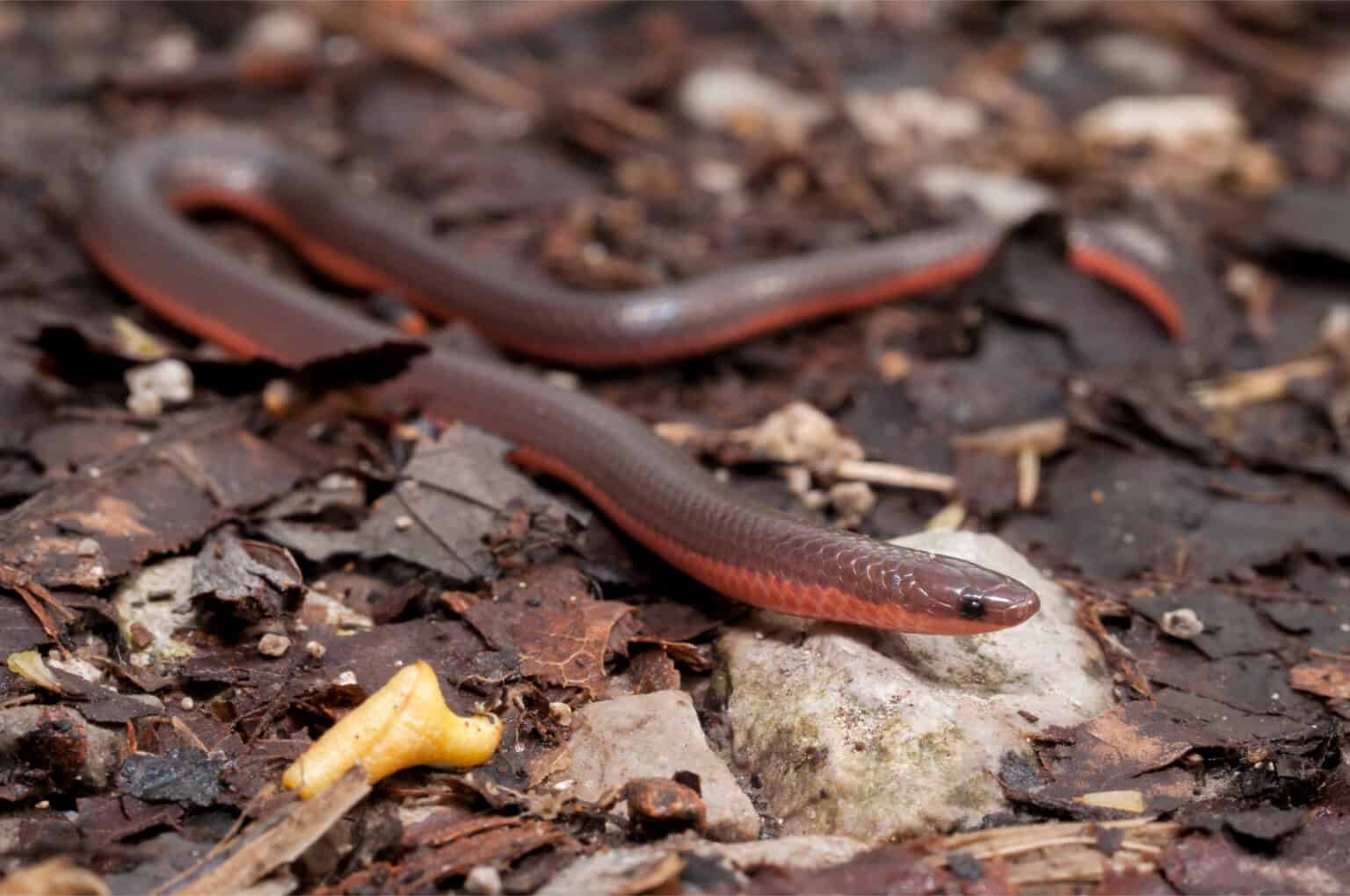 Worm Snake Animal Facts - Carphophis amoenus, Carphophis vermis - A-Z ...