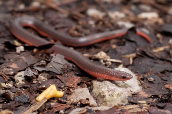 Worm snakes emit a foul odor when they're picked up