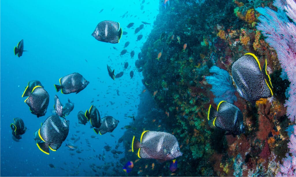 Wrought Iron Butterflyfish prefer to live in depths of at least 33 feet, and they are found in schools with at least 10 other individual fish.