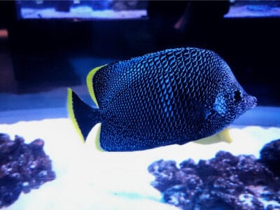 Wrought Iron Butterflyfish Picture