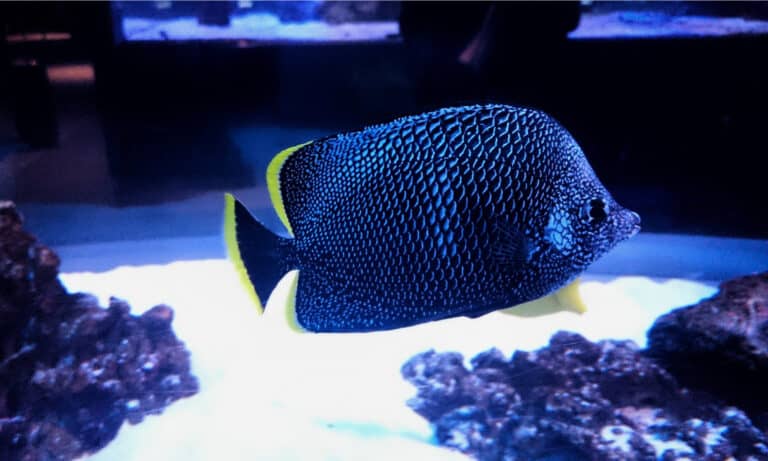 Wrought Iron Butterflyfish (Chaetodon daedalma) in display tank Tokyo, Japan. The reason that this species of butterfly fish has its name is the metallic black color of its body.