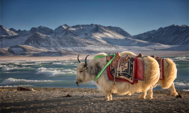 A pair of yaks in China