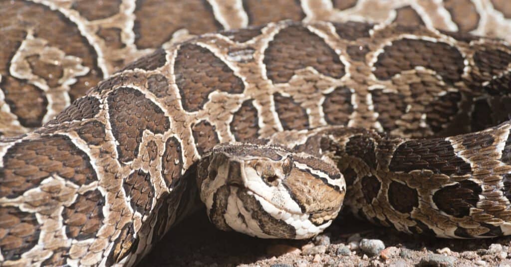 A yarara snake displays its distinctive pattern