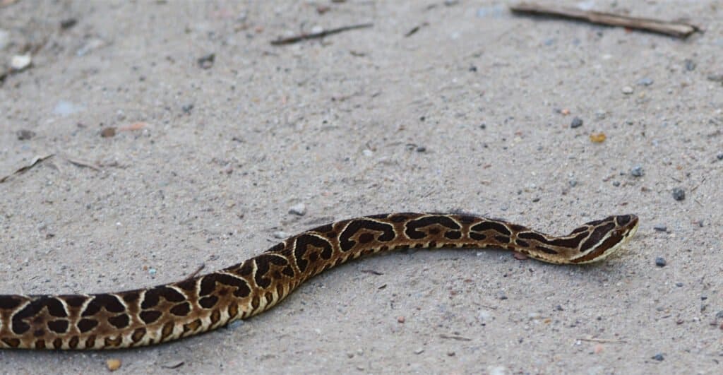 A yarara slithers across sandy ground