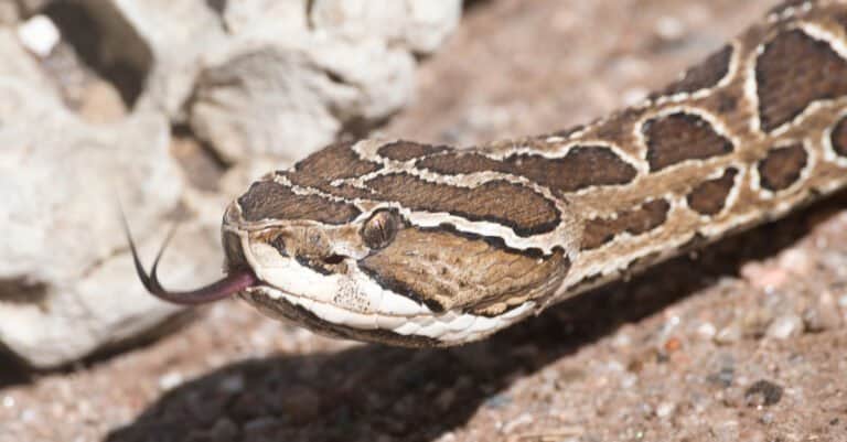 A closeup of a yarara snake's head