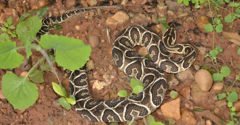 A Yarara snake on rocky soil