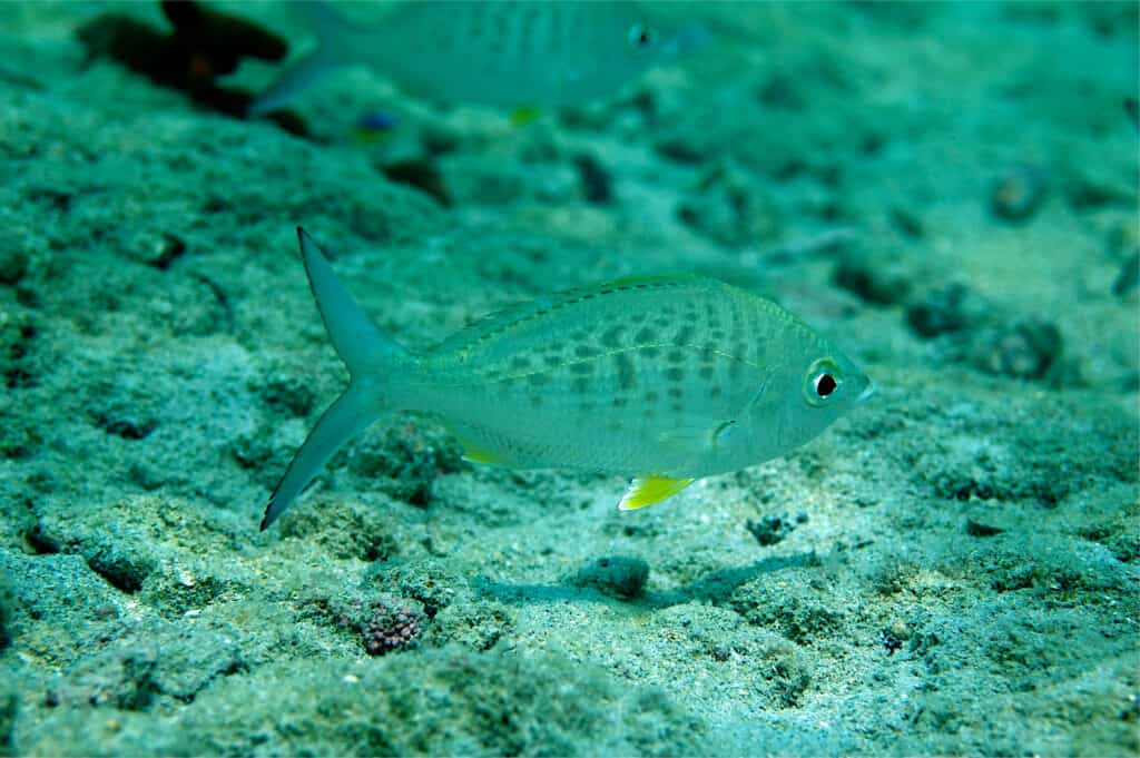 A single yellow-fin mojarra swimming