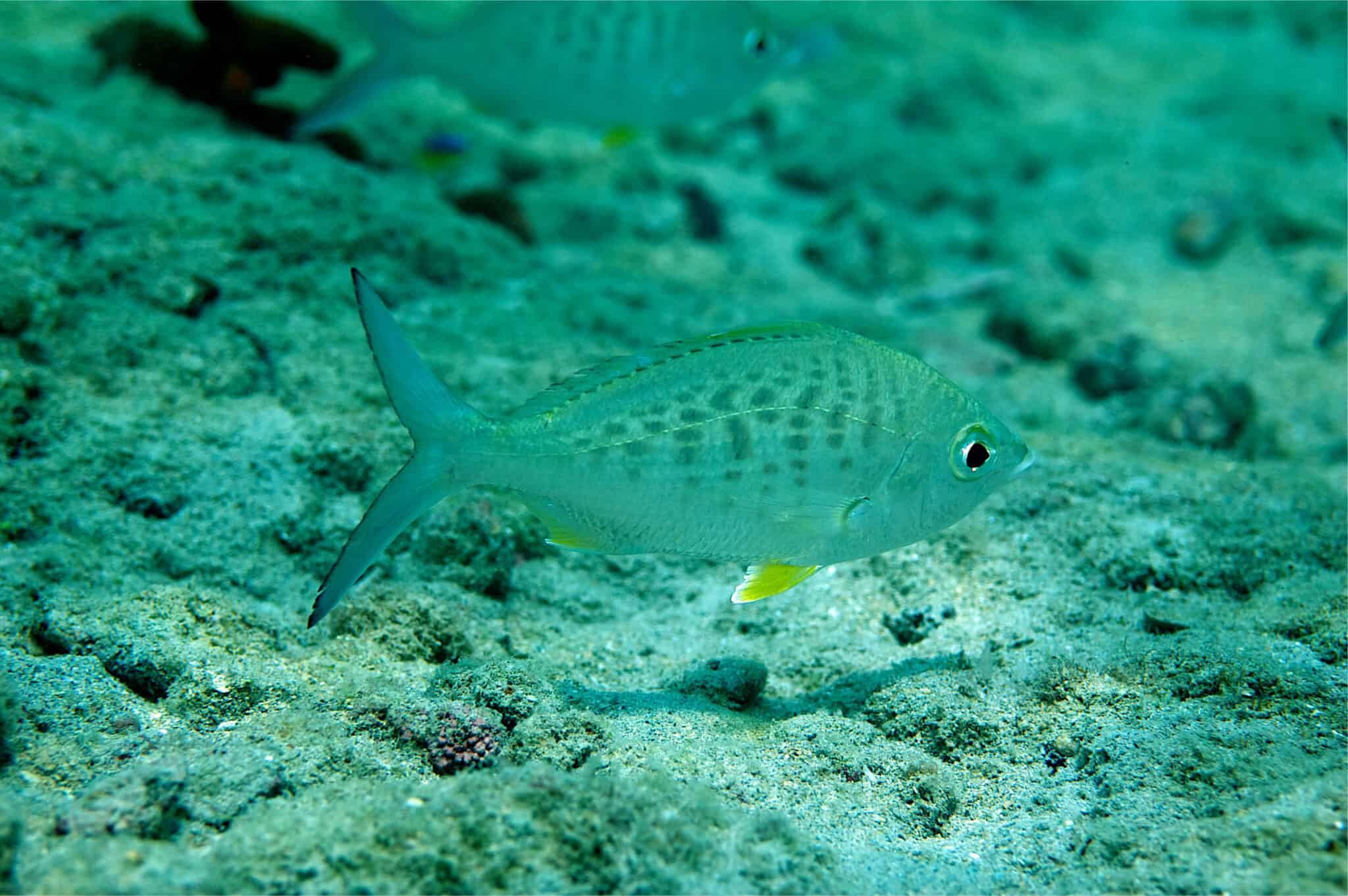 Mhora Fish Mojarra Animal Facts - Gerreidae - A-Z Animals