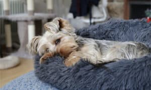 The Best Dog Beds for Small Dogs Picture
