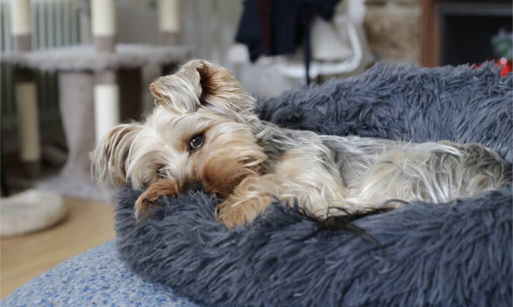 Yorkie in a dog bed