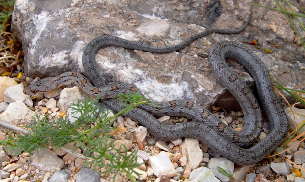 A juvenile Baird's rat snake in the desert