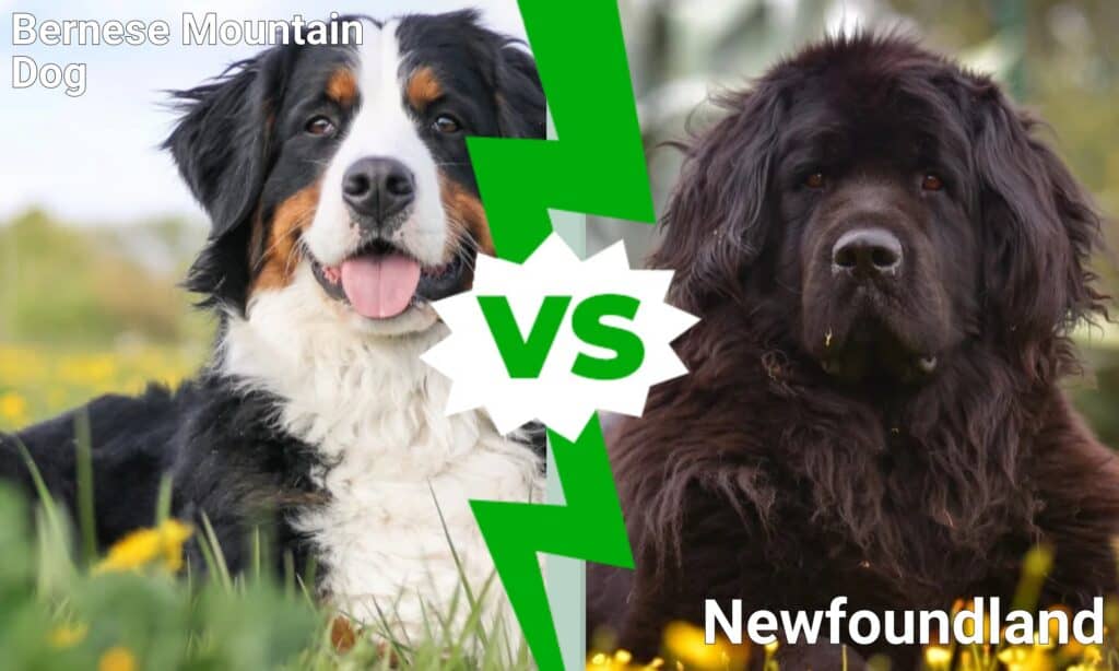 Bernese Mountain Dog vs Newfoundland