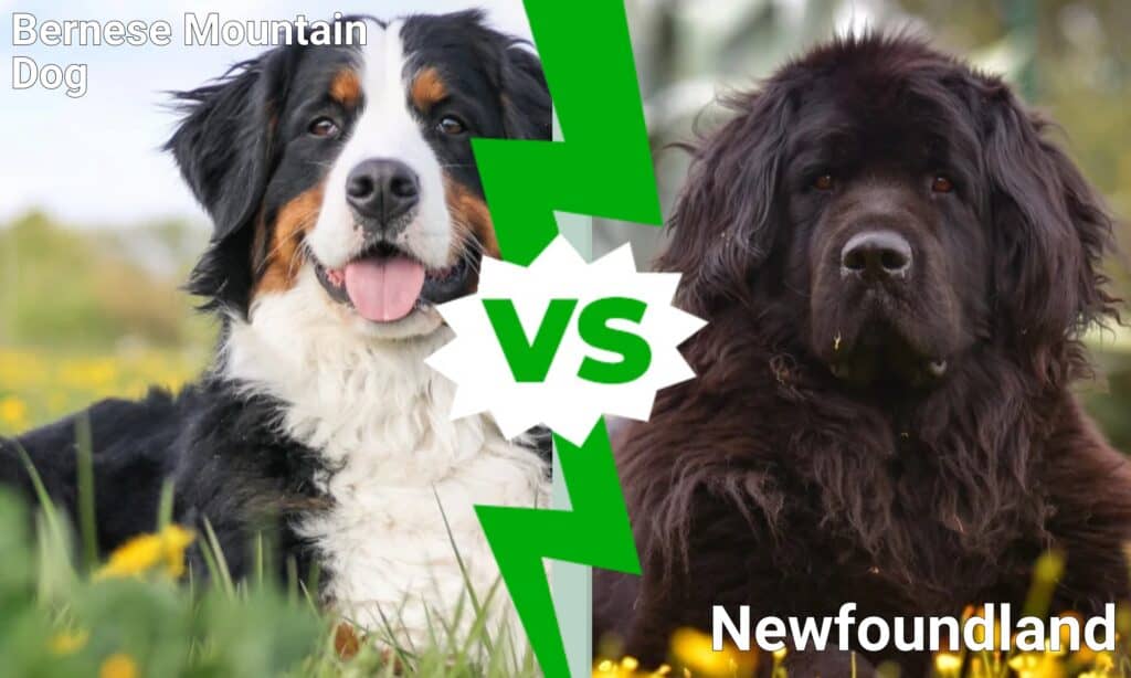 Bernese Mountain Dog vs Newfoundland: What’s the Difference? - IMP WORLD