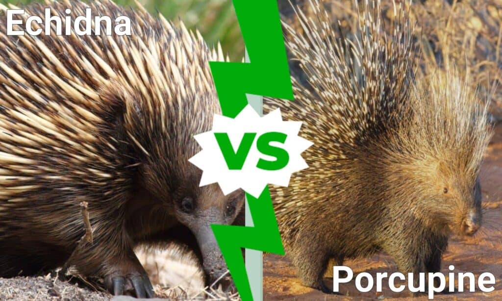 Echidna vs Porcupine