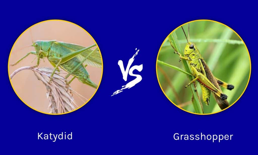 Katydid vs Grasshopper