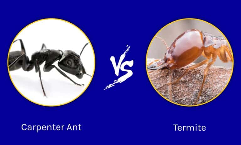 Carpenter Ant vs Termite: Key Differences Explained - A-Z Animals