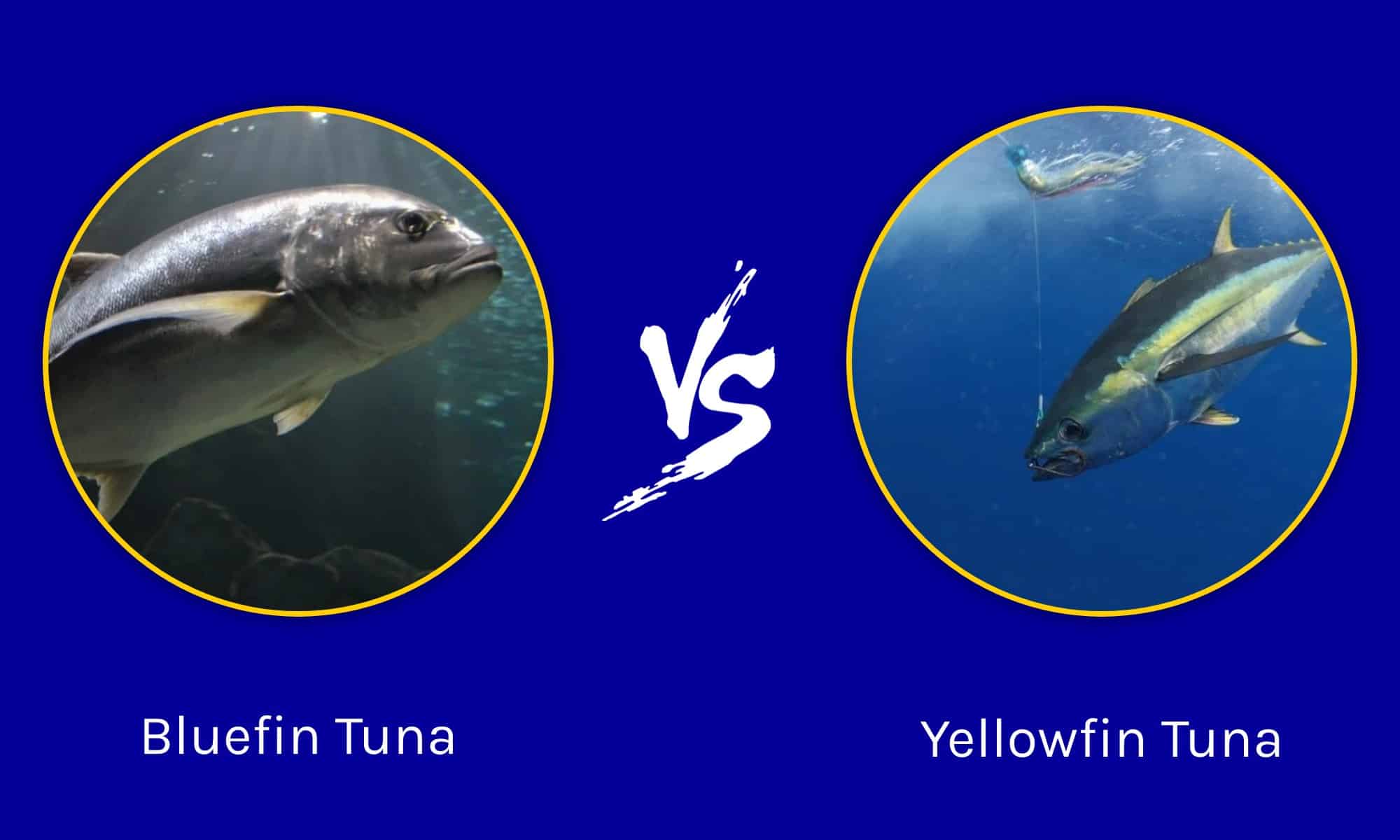 Bluefin vs Yellowfin Tuna: What are the Differences? - A-Z Animals