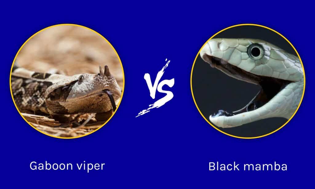 Gaboon Viper vs Black Mamba: What Are the Differences? - IMP WORLD