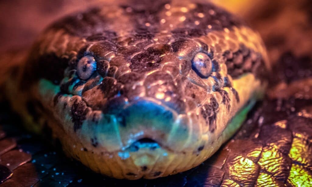 Anaconda Face