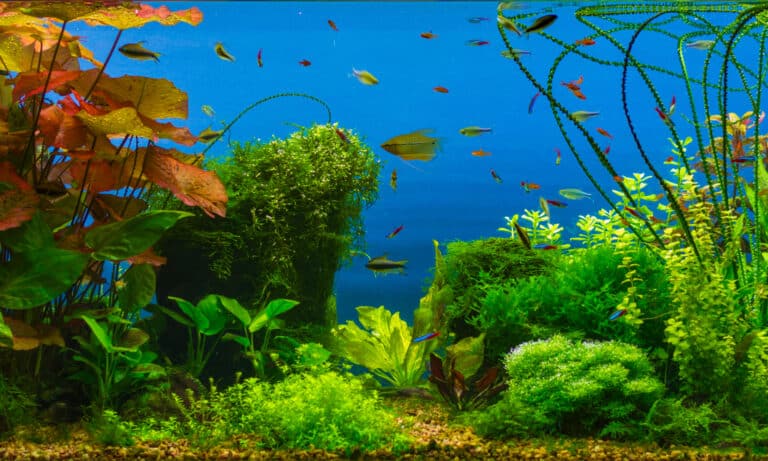aquatic plant fertilizers