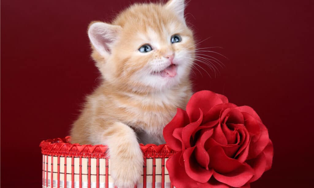 are roses poisonous to dogs and cats