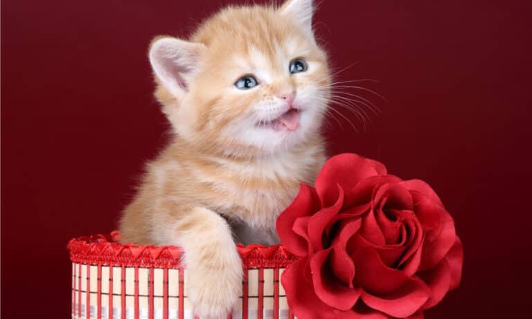 are roses toxic to cats