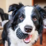 Cute smiling puppy dog border collie holding toy ball in mouth.