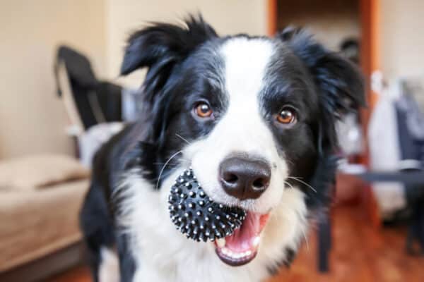 Cute smiling puppy dog border collie holding toy ball in mouth.