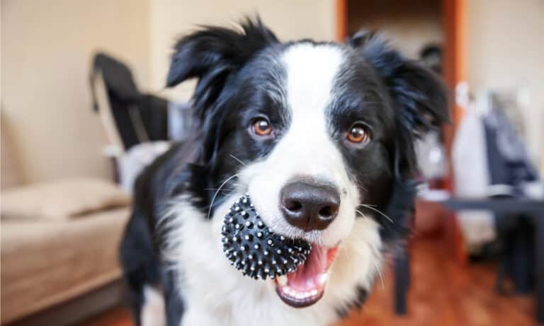 automatic dog fetch machines