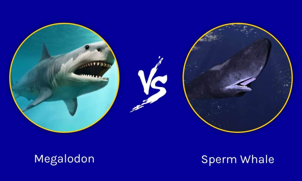 megalodon shark compared to killer whale