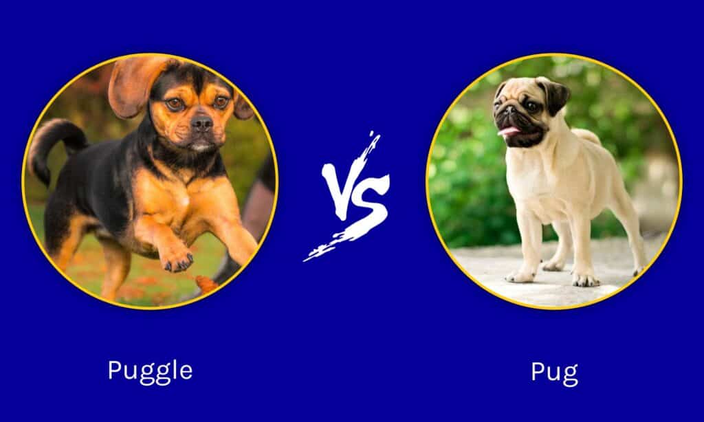 Puggle vs Pug