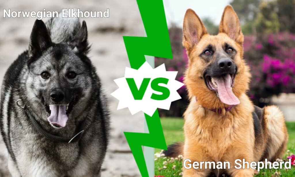 Norwegian Elkhound vs German Shepherd