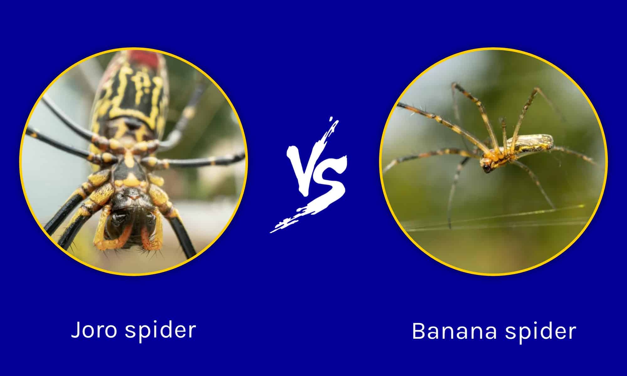 Joro Spider vs Banana Spider: What Are the Differences? - A-Z Animals