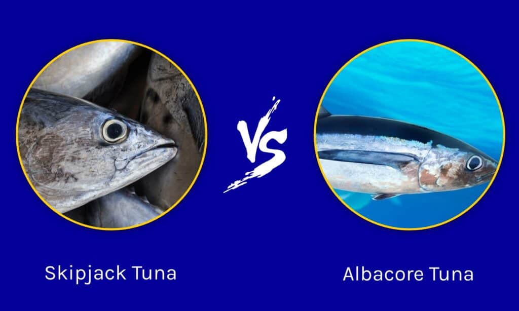 Skipjack Tuna vs Albacore Tuna