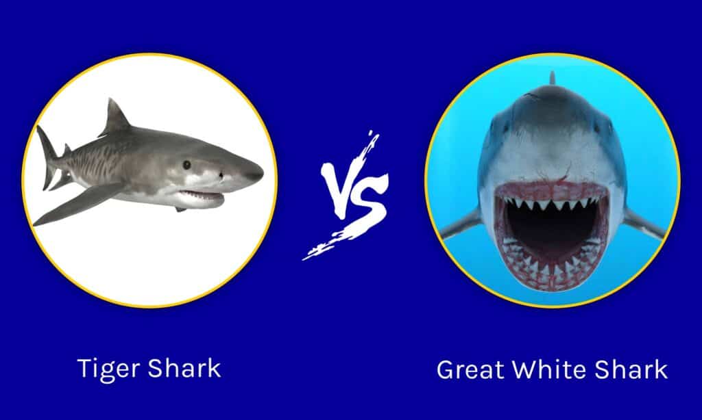 Tiger Shark vs Great White Shark: ใครจะชนะในการต่อสู้? | Newagepitbulls