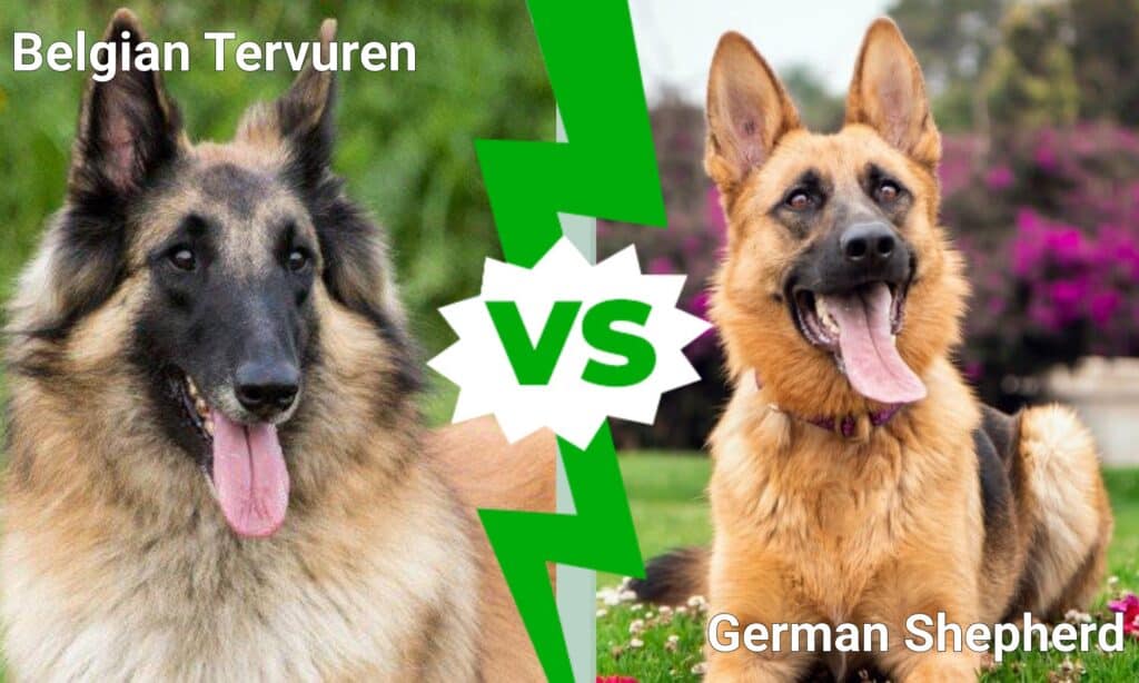 Belgian Tervuren vs German Shepherd