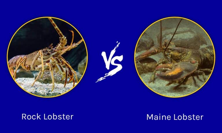 Rock Lobsters vs Maine Lobsters: What Are The Differences? - A-Z Animals