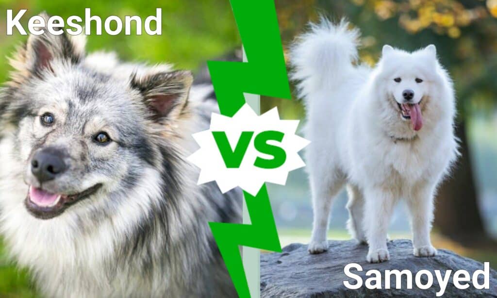 Keeshond vs Samoyed