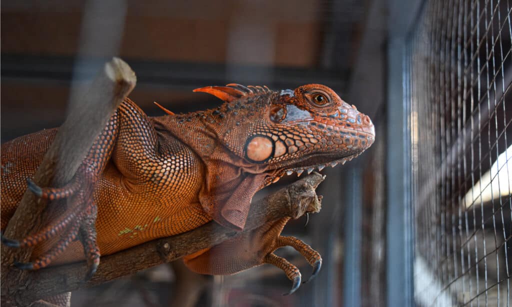 bearded dragon cages