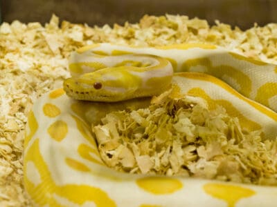 A The Best Bedding for Snakes for 2022