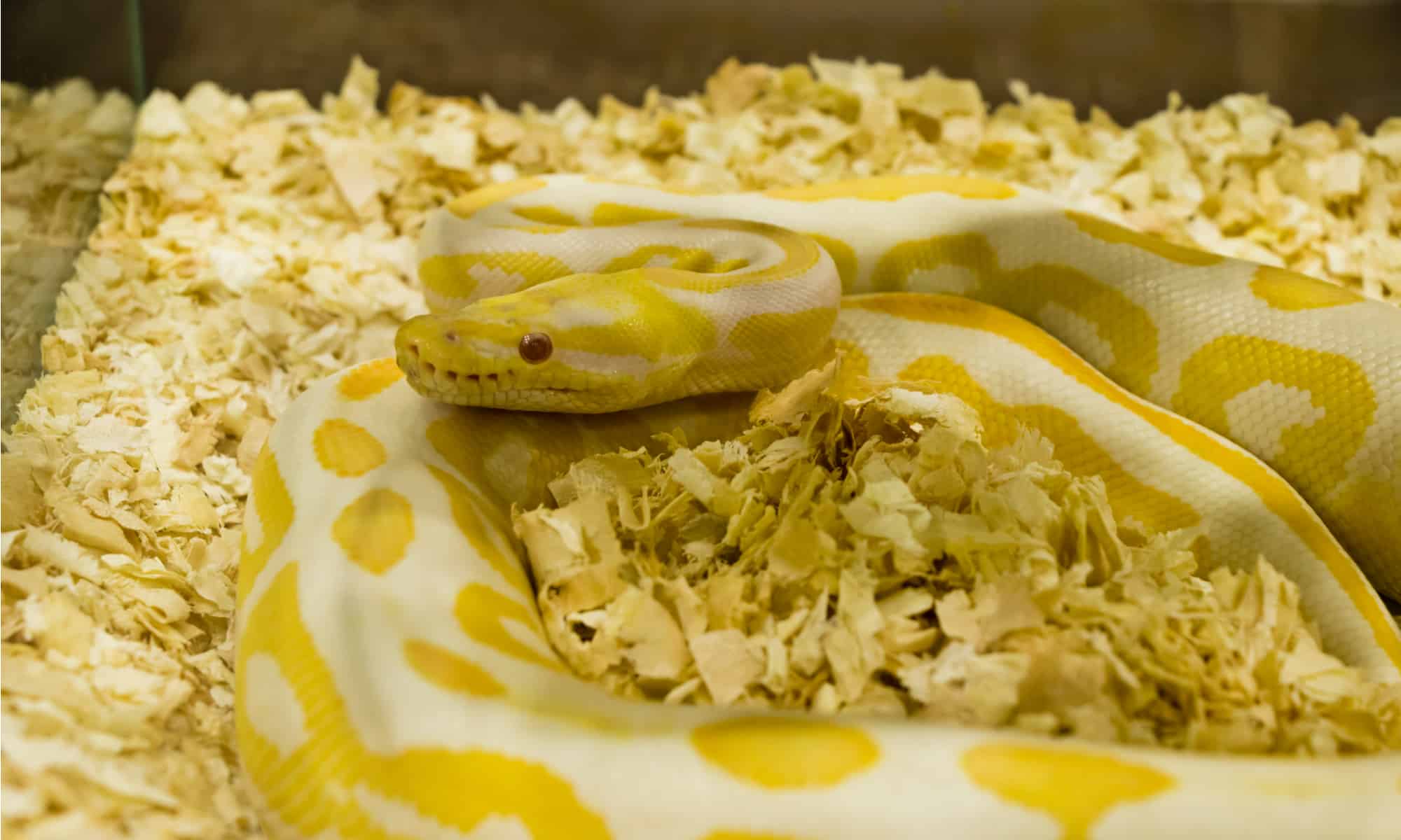 The Best Bedding for Snakes AZ Animals