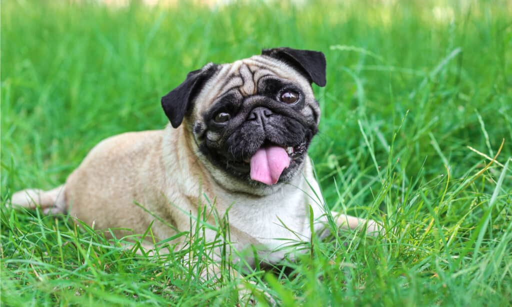 best dog food for pugs