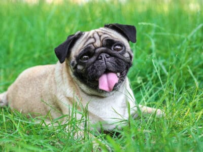 A Pug Quiz: What Do You Know About This Breed?