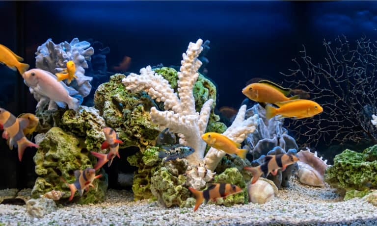 best fish background