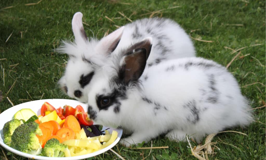 best pet rabbit foods