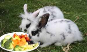 The Best Rabbit Foods For Your Pet Picture