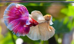 The Best Betta Fish Tanks Picture